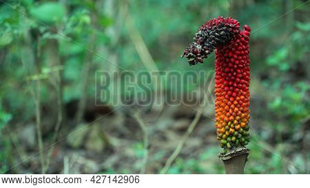 Arisaema Serratum Is Green Orange Red, The Tip Is Already Blackened. Focus Selected