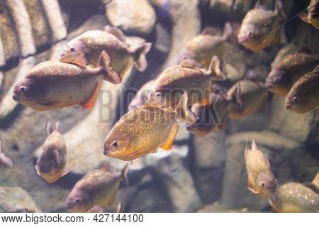 Piranha Close Up In The Aquarium. Pygocentrus Nattereri.