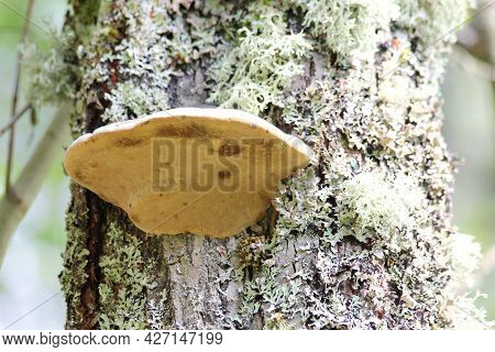 Close-up Of A Tree Fungus (polyporus Applanatus), On A Dead Tree Trunk