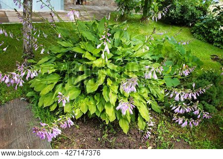 Lush green foliage and lilac flowers of Hosta (Funkia).                 