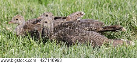 Wild Turkey Juveniles Resting With Caution. Quail Hollow Ranch County Park, Santa Cruz County, Calif