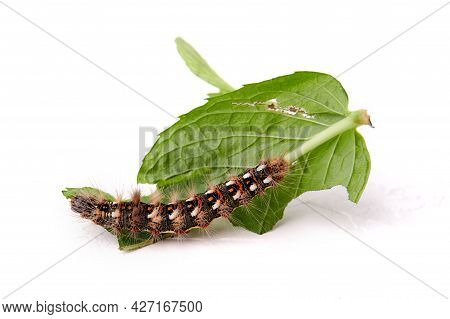 On A White Background Lies A Leaf Of Green Mint, Which Is Eaten By The Caterpillar Of The Butterfly 