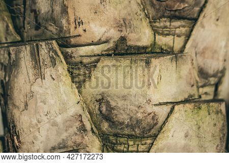 Hard Wood Crack Scale Lines Split Base On Outermost Layer Of Palm Tree Bark Tissue Surface Stem. Bea