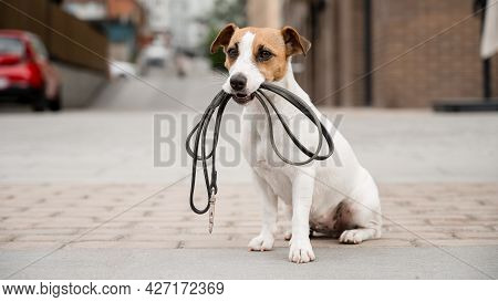 Lonely Abandoned Jack Russell Terrier Holds A Leash In His Mouth. Dog Lost In The Outdoors