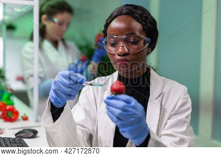 Closeup Chemist Scientist Injecting Nature Strawberry With Chemical Pesticides Using Medical Syringe