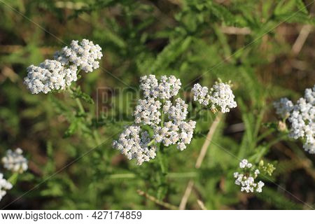 Medicinal Wild Herb Yarrow Achillea Millefolilium . The Plant During Flowering , Closeup