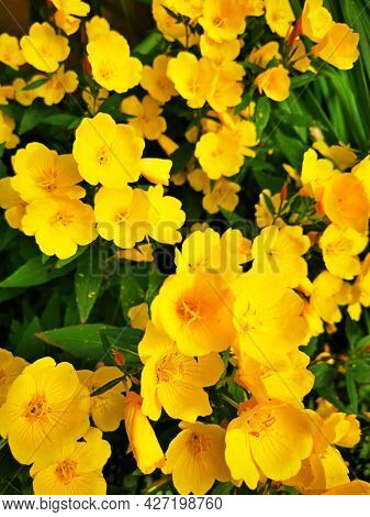 Beautiful Of Spring Primroses Flowers Primula Polyanthus Or Perennial Primrose With Green Leaves Und