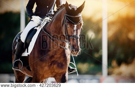 Equestrian Sport. Portrait Sports Stallion In The Double Bridle.the Legs Of The Rider In The Stirrup