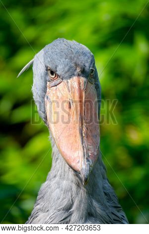 Shoebill, Balaeniceps Rex, Aka Whalehead, Whale-headed Stork Or Shoe-billed Stork.