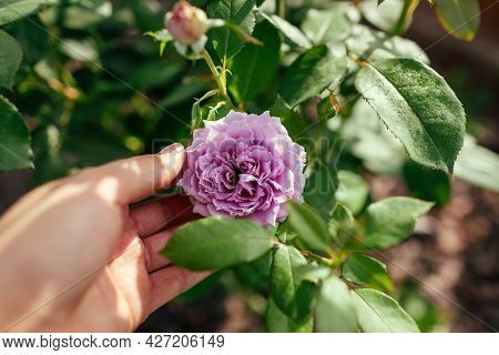 Lavender Purple Rose Novalis Blooms In Summer Garden. Gardener Enjoys Flower Holding Blossom. Kordes