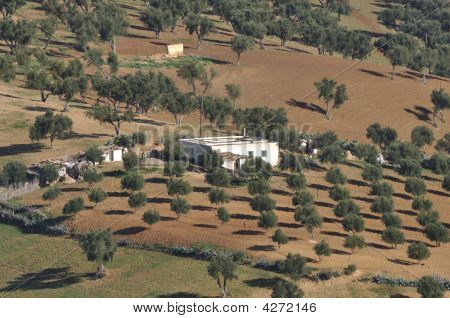 Plantação de árvores verde-oliva em Marrocos