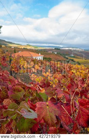 Colorful Autumn Landscape Of Oldest Wine Region In World Douro Valley In Portugal, Different Variete