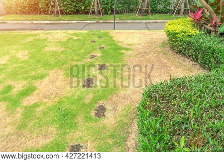 The Lawn In Front Of The House Is Disturbed By Pests And Diseases Causing Damage To The Green Lawns,