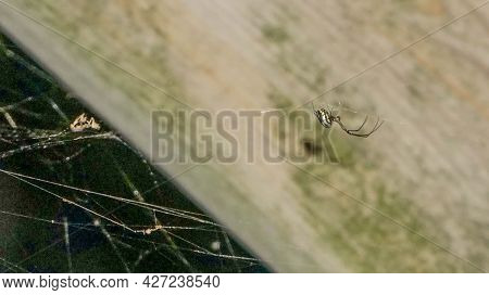 Leucauge Argyra Spider Also Known As The Orchard Orb Weaver In A Florida Swamp