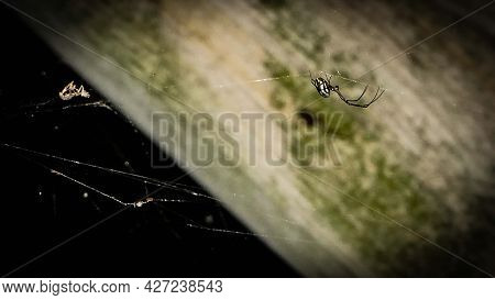 Leucauge Argyra Spider Also Known As The Orchard Orb Weaver In A Florida Swamp