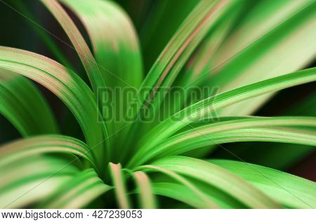 Palm Nolina Greens Close Up, Natural Background