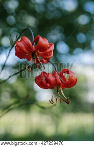 Lilium Pardalinum On A Natural Green Background.