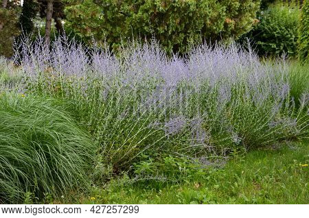Flowerbed With St. John\'s Wort Bushes Blooming On The Slope And Blue Airy Lavender Form A Contrast 