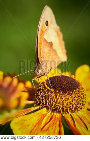 Beautiful Redbrown Oxeye Butterfly Sitting On Orange Flower. Macro