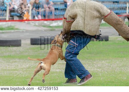 Police K9 Training With A Bite Decoy. An American Staffordshire Terrier Aggressively Attacks A Man W