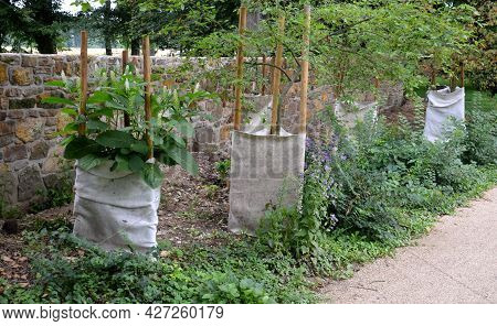 When Renovating A Path Or Wall In A Park, The Plants Are Wrapped In A White Fabric Protecting The St
