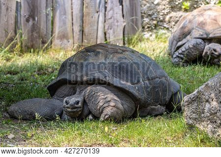 Aldabra Giant Tortoise, Curieuse Marine National Park, Curieuse Island, Seychelles