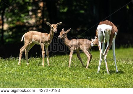 A Young Baby Nyala. Tragelaphus Angasii Is A Spiral-horned Antelope Native To Southern Africa. It Is