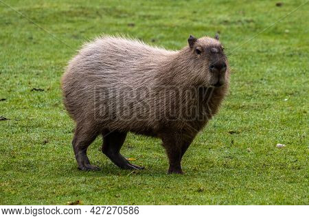 The Capybara, Hydrochoerus Hydrochaeris Is A Mammal Native To South America. It Is The Largest Livin
