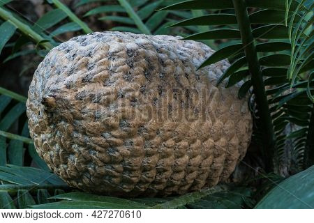The Fruit Of Ceratozamia Mexicana , A Species Of Plant In The Family Zamiaceae. It Is Found In South