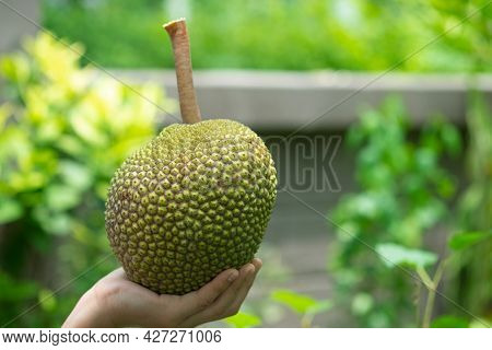 Jackfruit Tree And Sweet Jackfruit, Tropical Fruit In Thailand. Womam Hand Holding Jackfruit On Natu