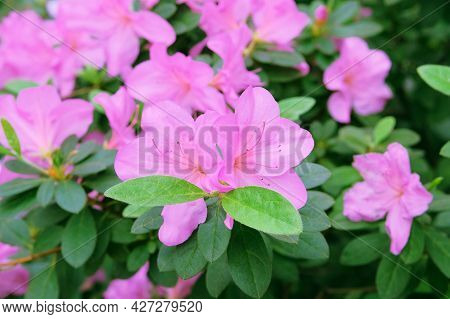 Azaleas In Springtime. Blooming Pink Azalea Flowers Close-up In A Botanical Garden. Azalea Festival.