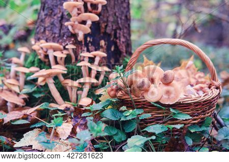 Autumn Honey Mushrooms On A Tree And In A Wicker Basket