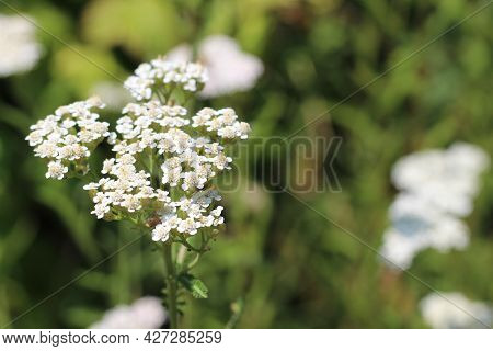Medicinal Wild Herb Yarrow Achillea Millefolilium . The Plant During Flowering , Closeup