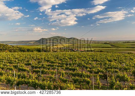 Spring vineyards under Palava near Sonberk, South Moravia, Czech Republic