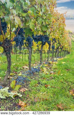Blue grapes Cabernet Moravia in autumn vineyard, Southern Moravia, Czech Republic