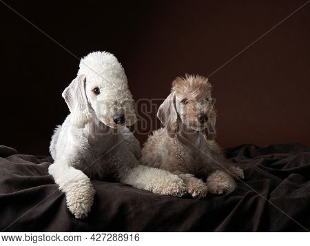 Two Dogs Together. Puppy And Adult Bedlington Terrier On A Brown Background. Pets In A Photo Studio
