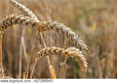 Ripe Golden Color Wheats Growing In The Field On Brught Sunny Day.