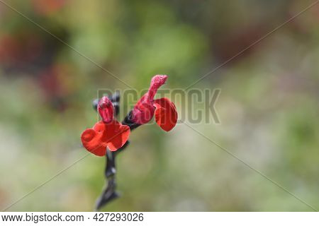 Baby Sage Red Velvet Flowers - Latin Name - Salvia Microphylla Red Velvet
