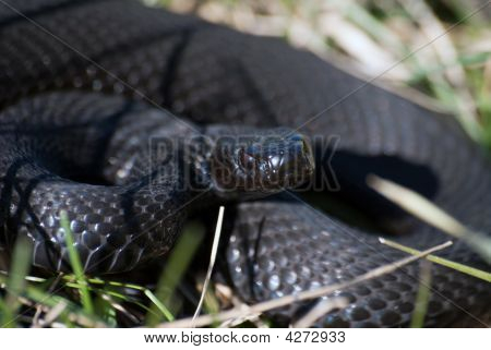 Vipera Berus