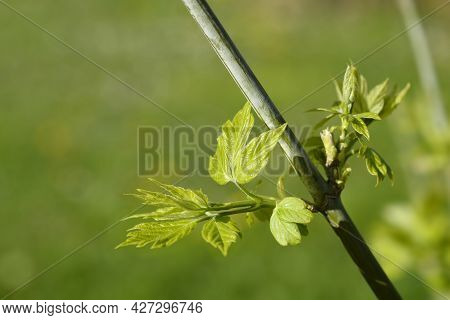 Boxelder Maple Branch With New Leaves - Latin Name - Acer Negundo