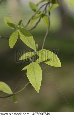 Autumn Olive Branch With Leaves - Latin Name - Elaeagnus Umbellata