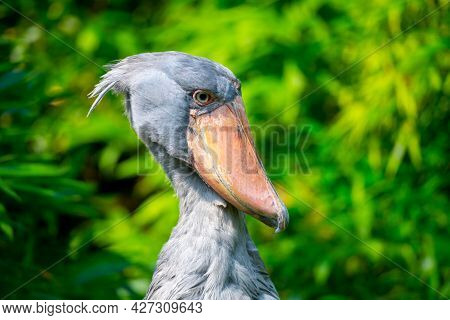 Shoebill, Balaeniceps Rex, Aka Whalehead, Whale-headed Stork Or Shoe-billed Stork.