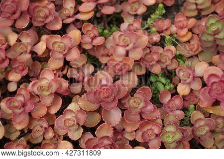Fleshy Red Leafage Of Sedum Spurium In August