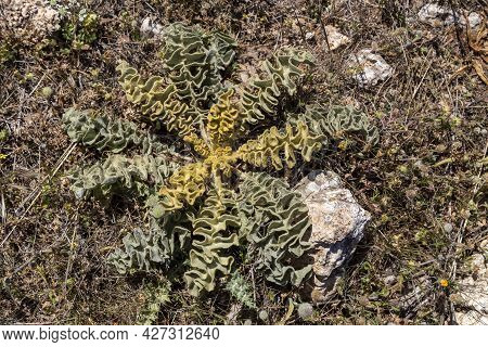 Flora Of Greece. A Useful, Medicinal Plant (verbascum Phlomoides) Grows In The Mountains In A Meadow