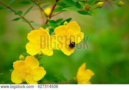 Bee Feeding On Pollen And Nectar In A St John's Wort Yellow Garden Flower