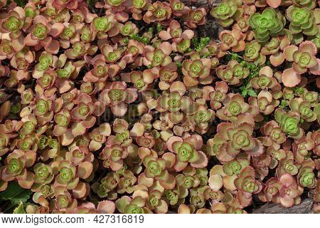 Green And Pink Leafage Of Sedum Spurium In Mid July