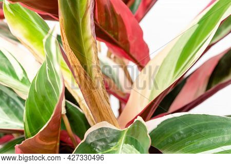 Close Up Of Browning Edges Of The Leaf. Common Problem Of Calathea Stromanthe Sanguinea Triostar Or 