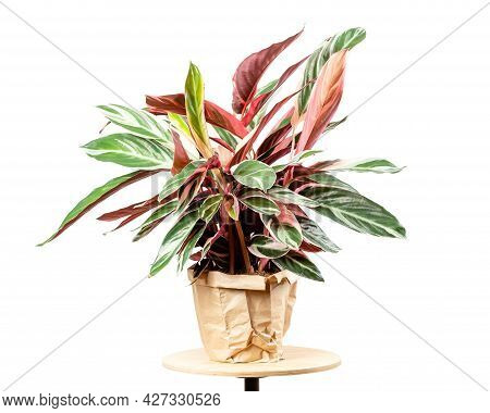 Exotic Calathea Stromanthe Sanguinea Triostar Or Tricolor Plant Leaves With White Variegation Spot P
