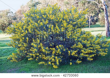 Australske Acacia