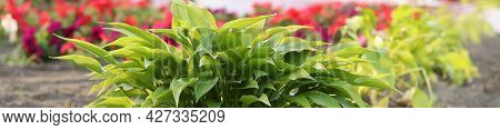 Panoramic Texture Of The Green Grass Background. The Texture Field Of Fresh Green Grass As A Backgro